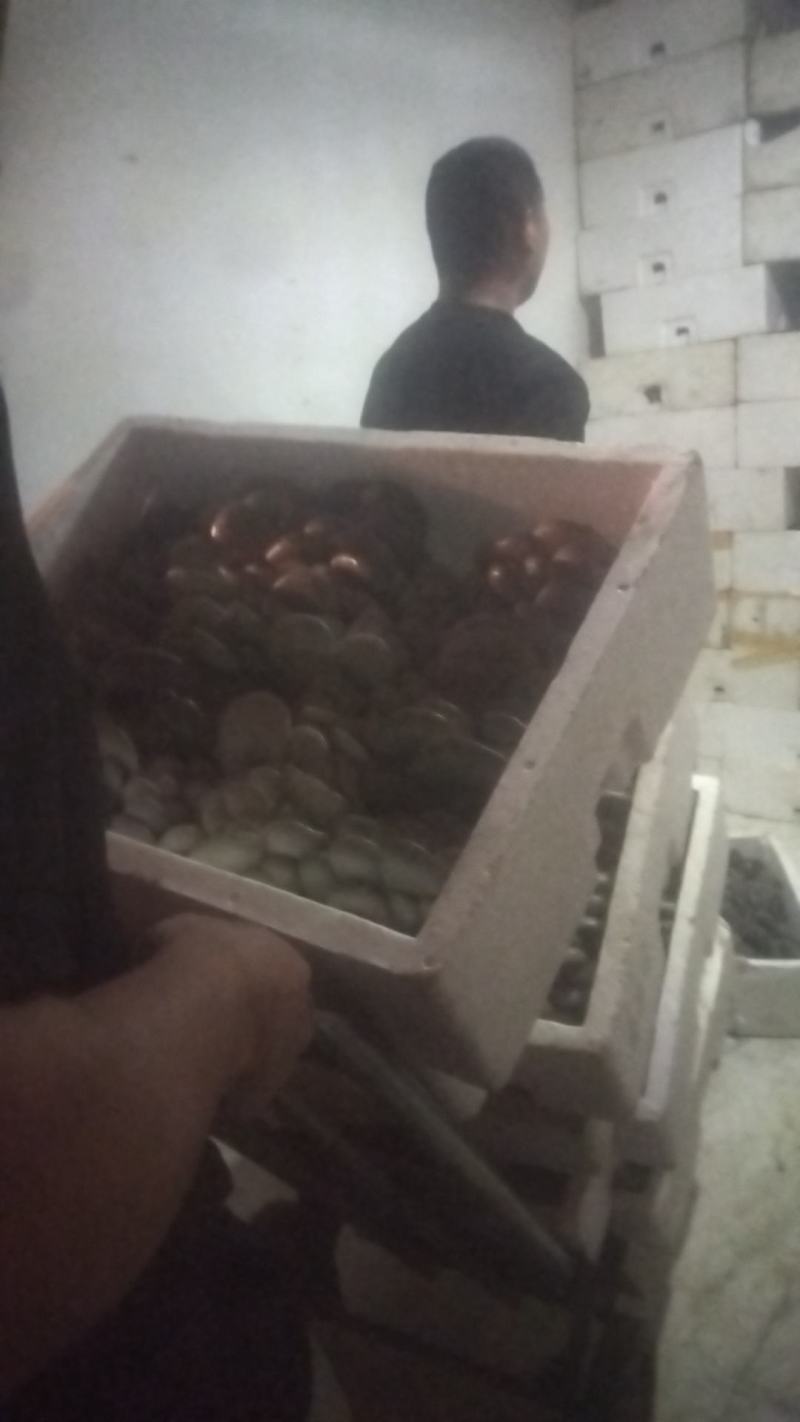 蘑菇鲜平菇，价格合适