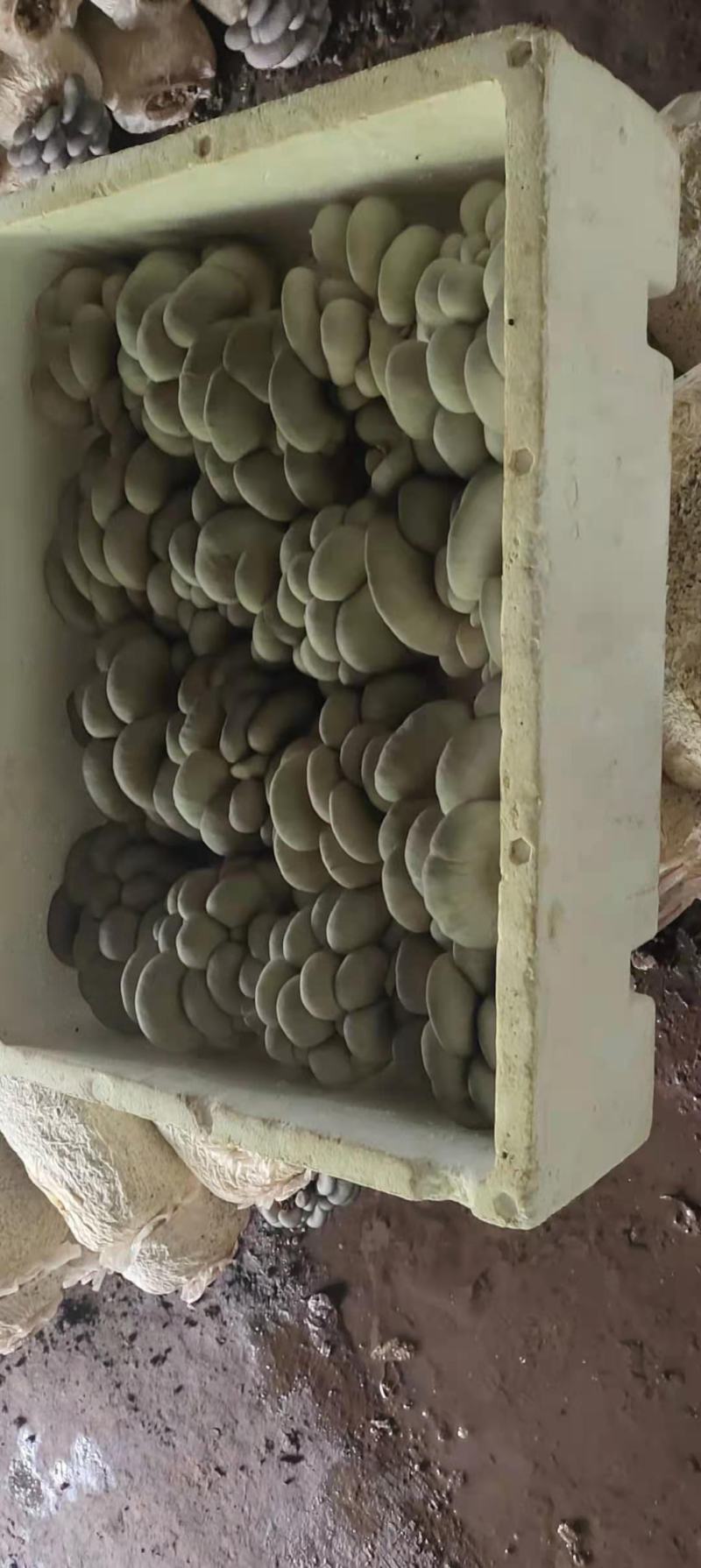蘑菇鲜平菇，价格合适