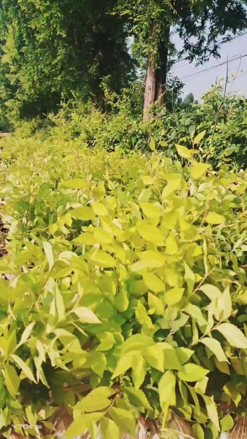 金叶榆营养杯苗高65厘米冠40厘米13/15的杯子