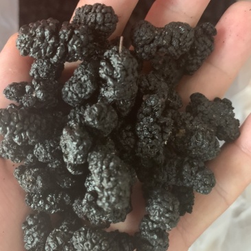 产地直销桑葚量大价格从优质量佳