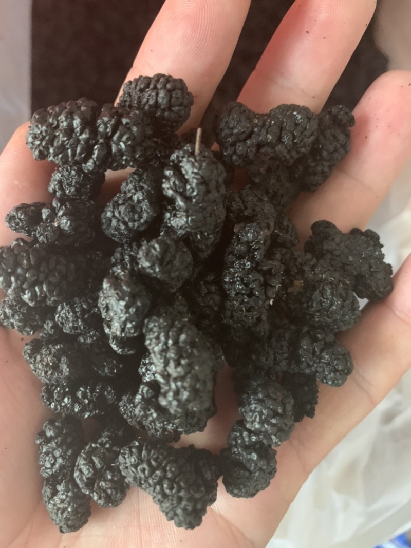 产地直销桑葚量大价格从优质量佳