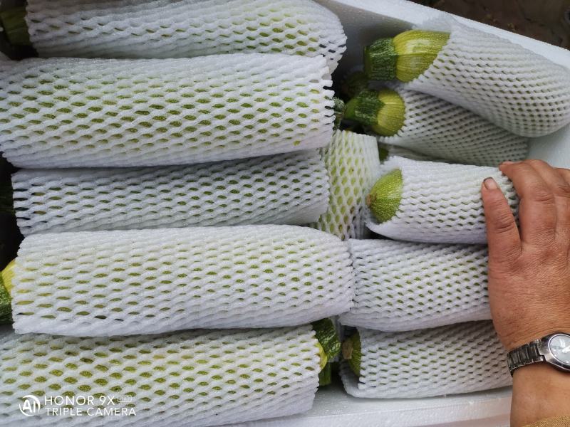 精品西葫芦绿皮西葫芦供商超物美价廉货品优等