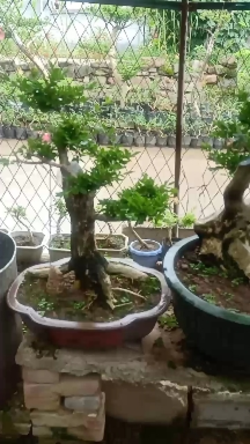 黄杨
