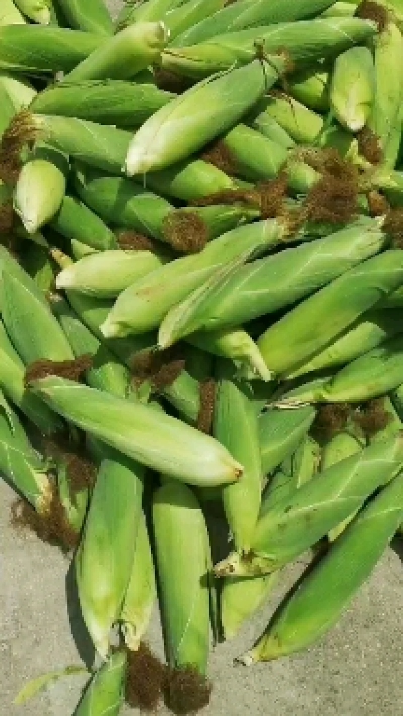 鲜黄玉米大量出售，颗粒饱满，嫩度口感好。