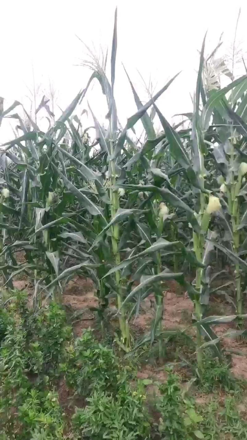 鲜黄玉米大量出售，颗粒饱满，嫩度口感好。