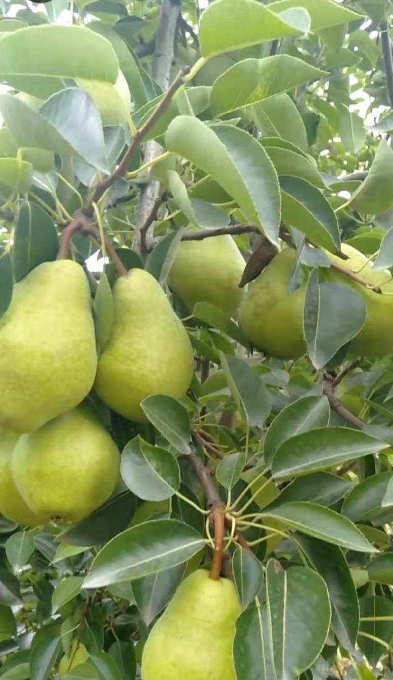 香蕉梨大头梨太婆梨软黄梨梨都口感香蕉的味道，