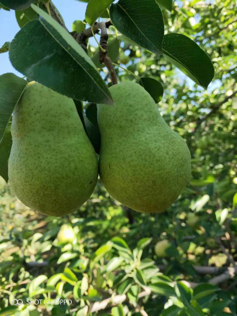 香蕉梨大头梨太婆梨软黄梨梨都口感香蕉的味道，