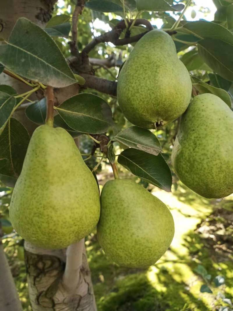 香蕉梨大头梨太婆梨软黄梨梨都口感香蕉的味道，