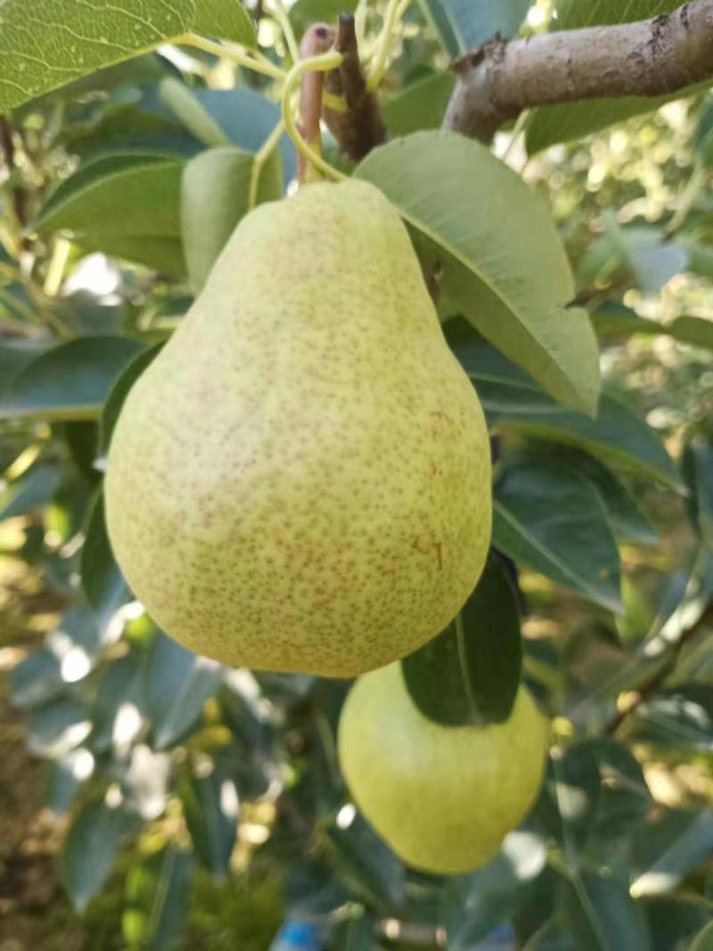 香蕉梨大头梨太婆梨软黄梨梨都口感香蕉的味道，