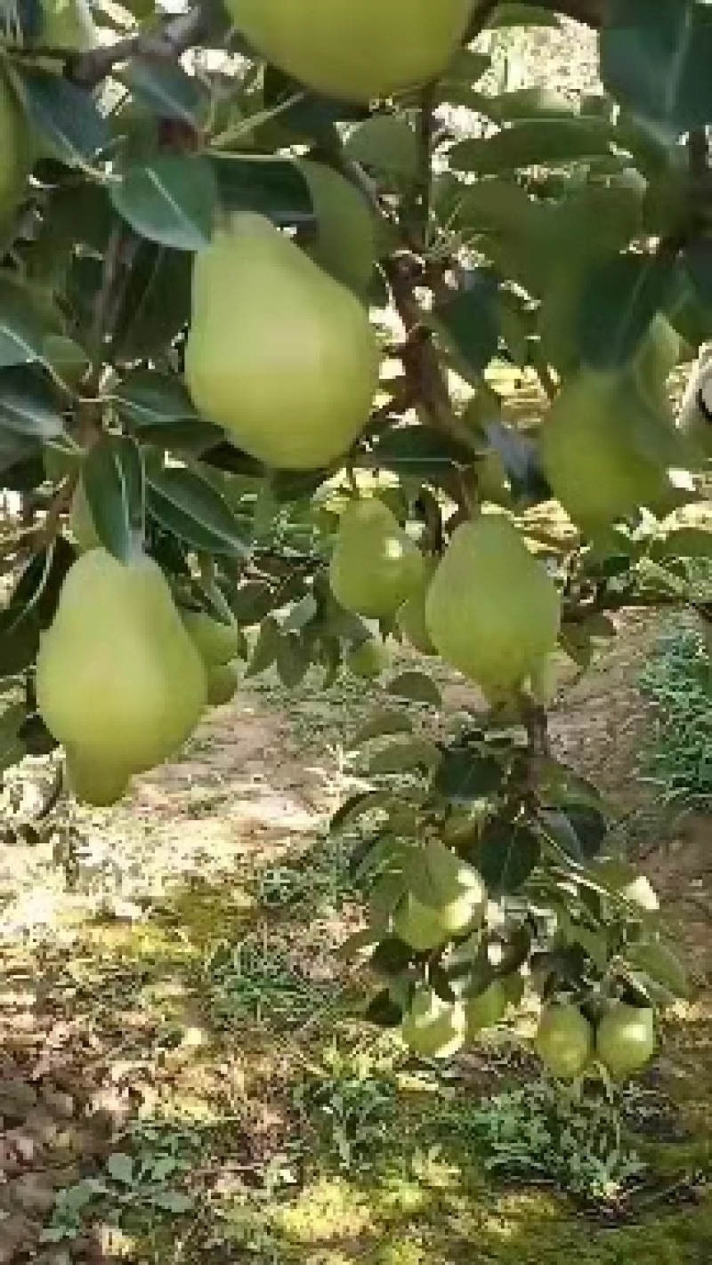 香蕉梨大头梨太婆梨软黄梨梨都口感香蕉的味道，