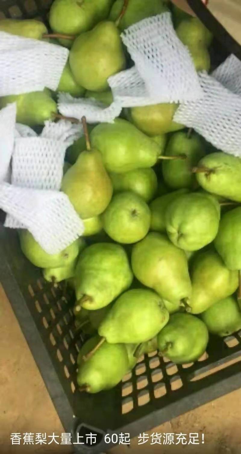 香蕉梨大头梨太婆梨软黄梨梨都口感香蕉的味道，