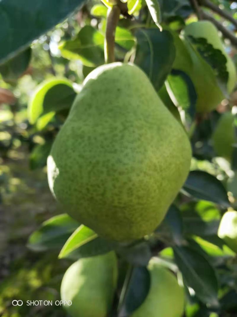 香蕉梨大头梨太婆梨软黄梨梨都口感香蕉的味道，
