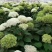 无di安娜袋苗接受-20°用于园艺绿化工程全国发货
