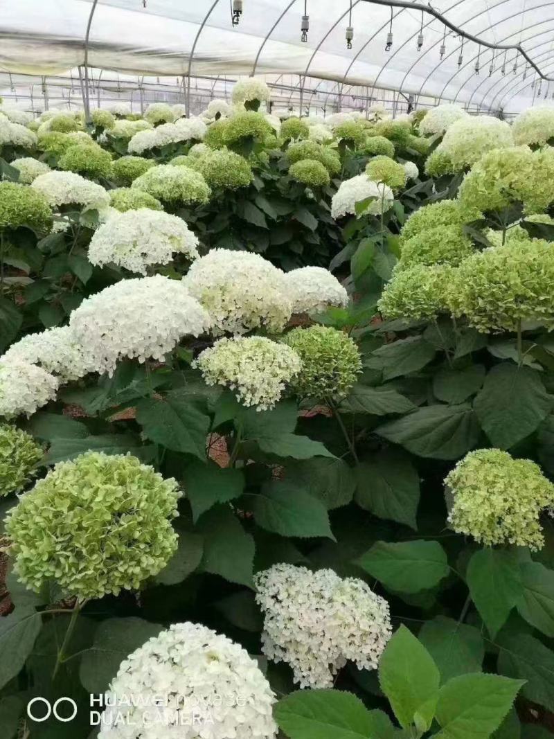 无di安娜袋苗接受-20°用于园艺绿化工程全国发货
