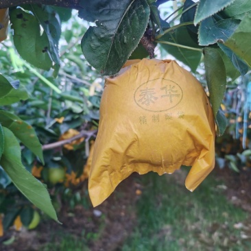 绿黄金梨，甜脆多汁，自家基地直供，欢迎您来品尝