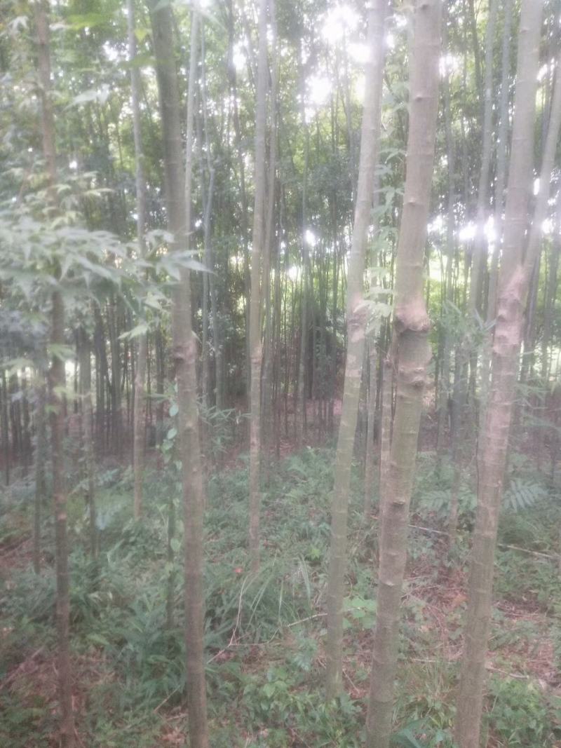 绿化苗木