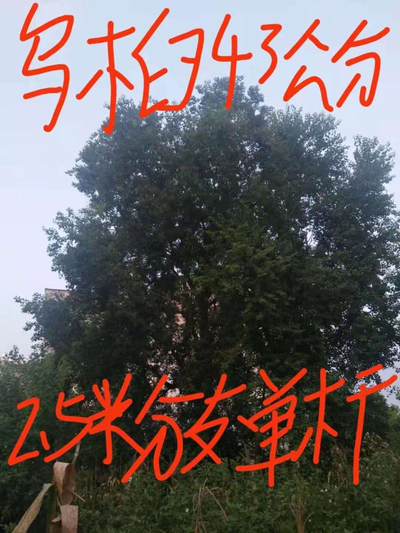 绿化苗木