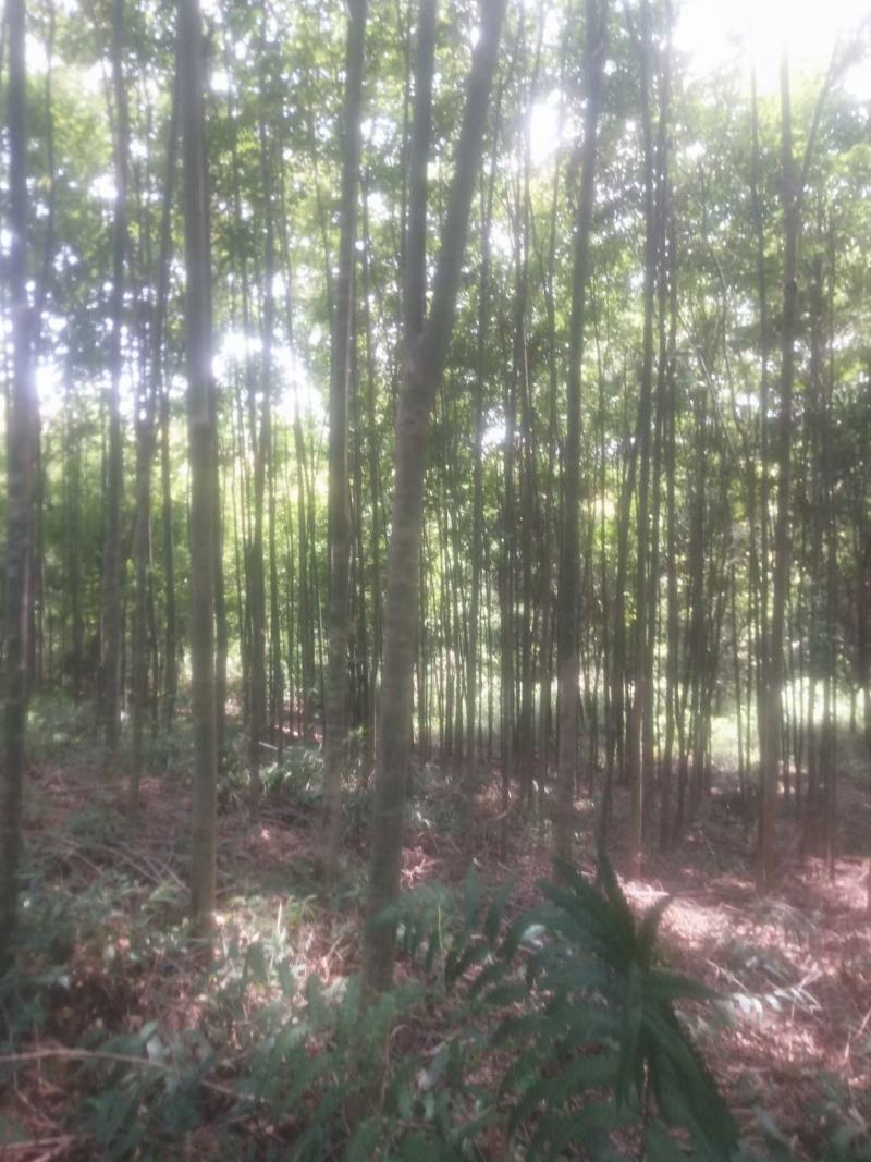绿化苗木