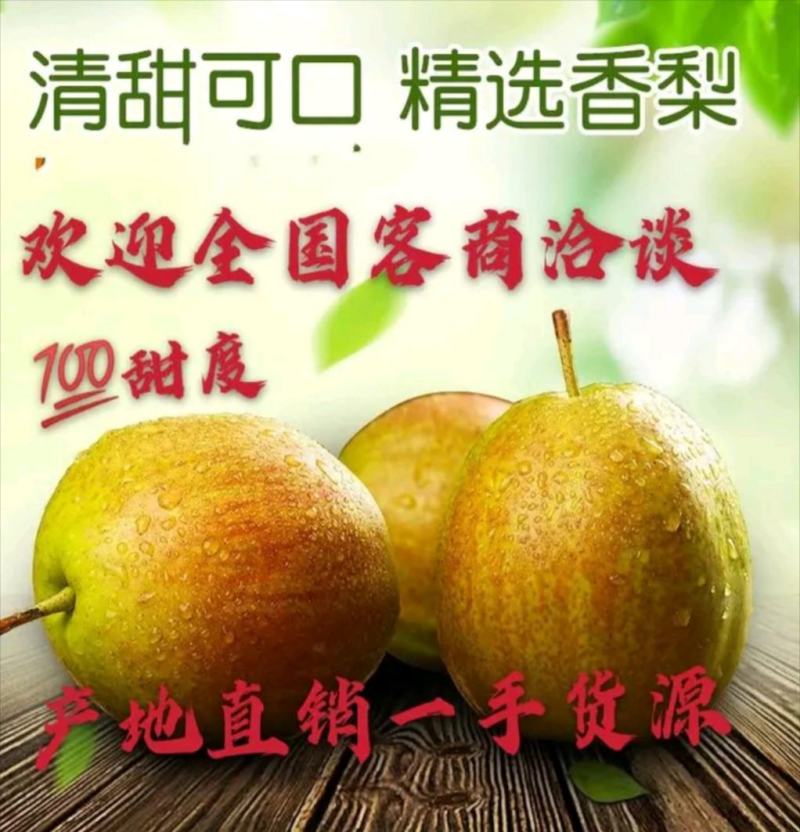 梨。新梨7号