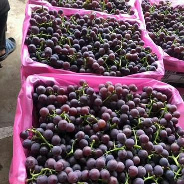 巨峰葡萄大量现货出售产地直销保质保量价格便宜