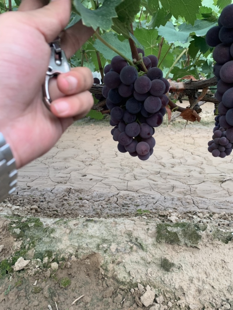 运城地区精品散串户太巨峰