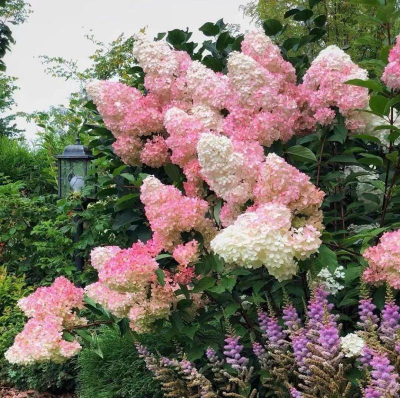 圆锥木绣球香草草莓可用于园艺绿化工程全国各地可发货