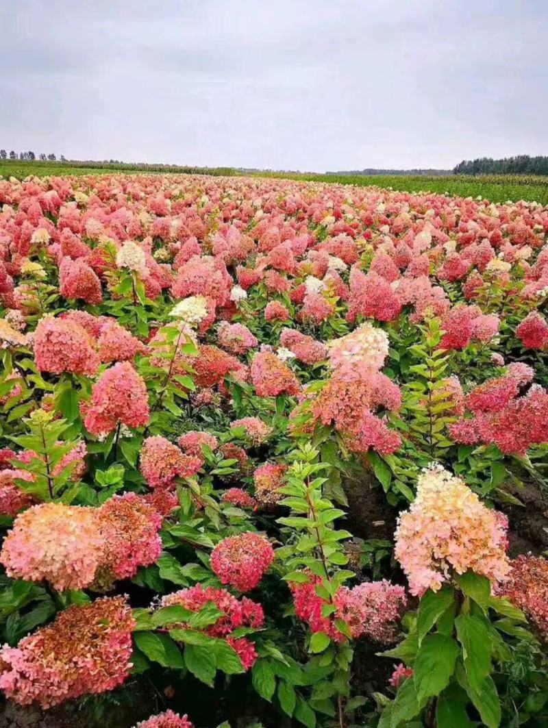 圆锥木绣球香草草莓可用于园艺绿化工程全国各地可发货