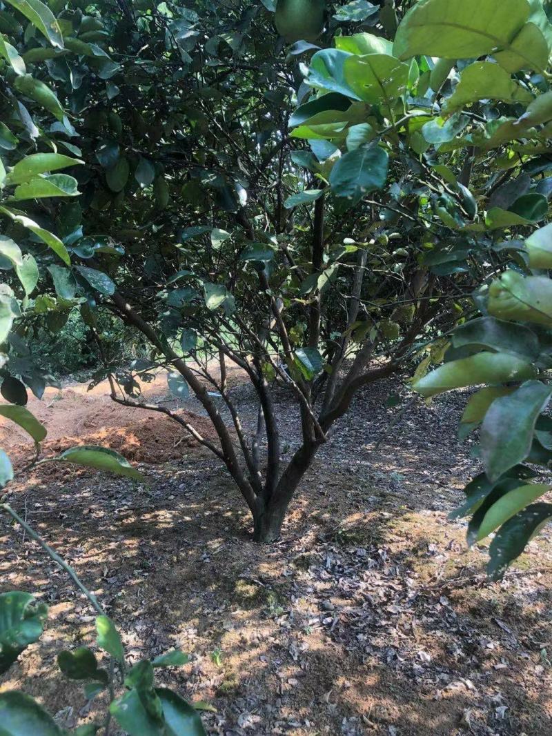 丛生香泡，柚子树，各种规格大量供应