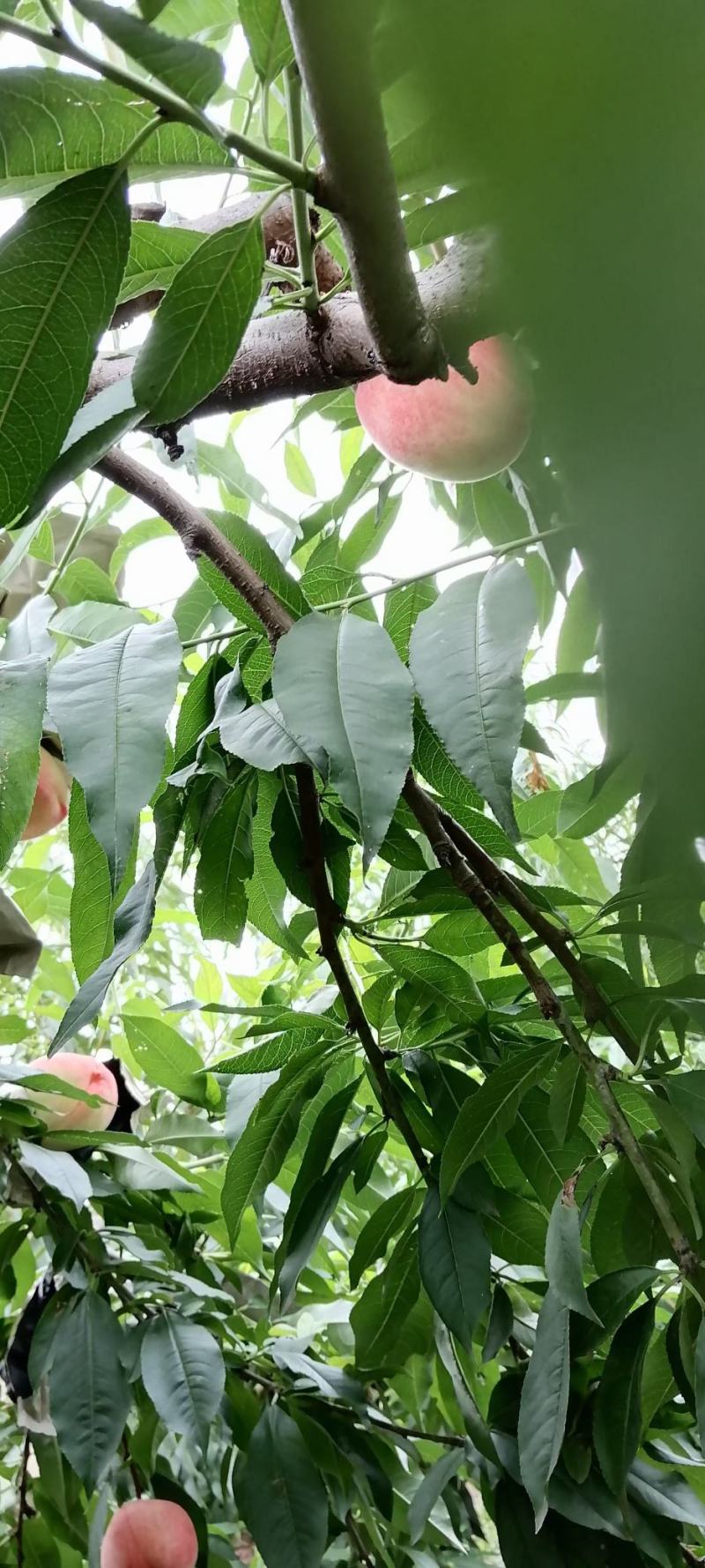 阿富白桃，富岛桃，红桃脆甜桃硬桃不软桃蜜桃