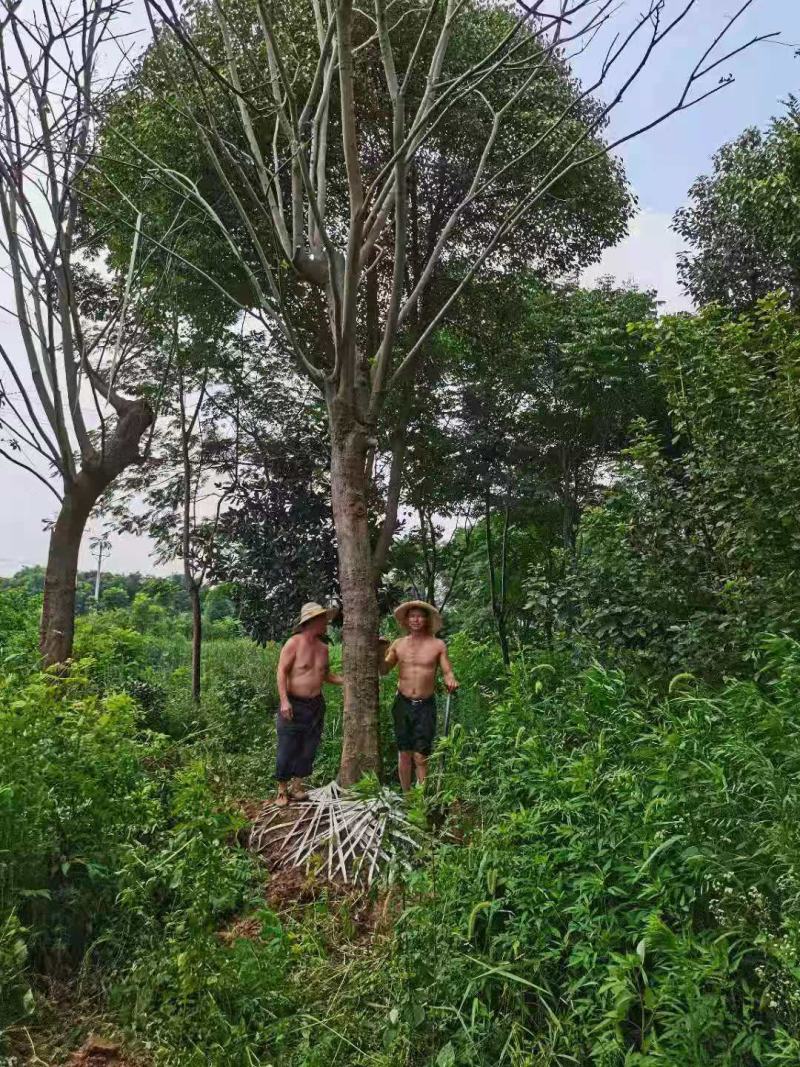 朴树