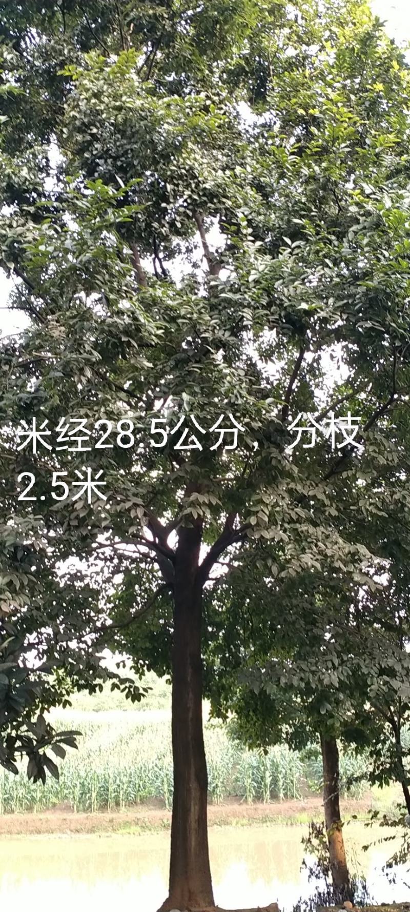朴树