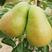 陕西万亩果园光果香蕉梨产地直发，可视频看货