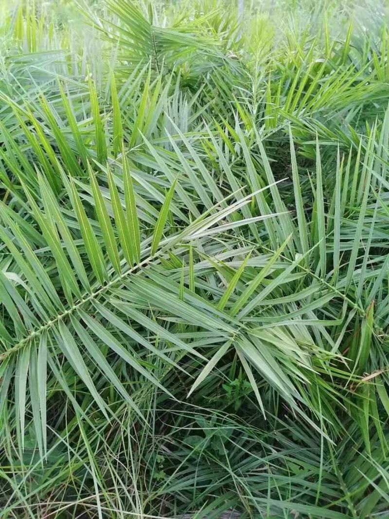 开封市通许县新建种植家庭农场批发零售成活率高死苗补发