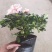 茶花盆栽香妃茶花树苗四季种植花卉植物室内花山茶花带花苞浓