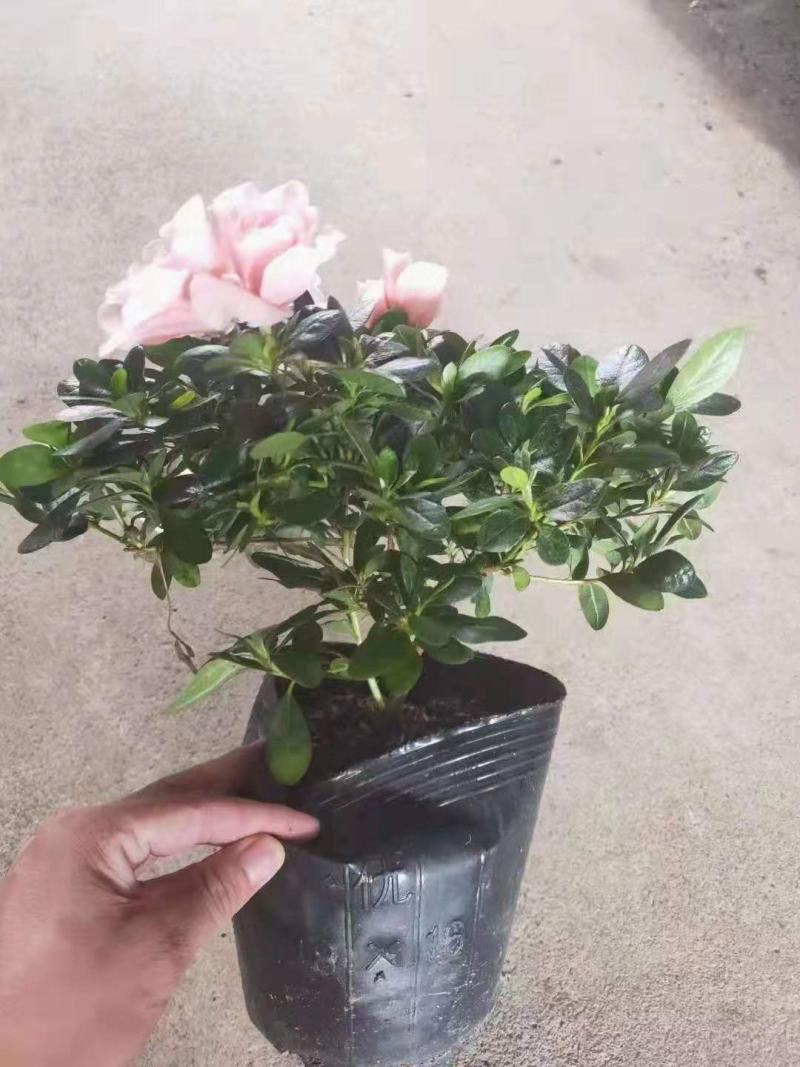 茶花盆栽香妃茶花树苗四季种植花卉植物室内花山茶花带花苞浓
