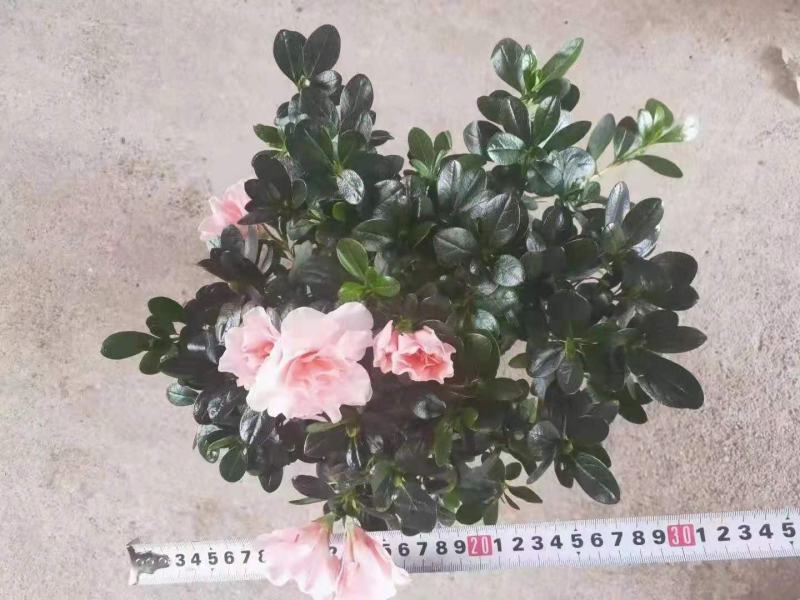 茶花盆栽香妃茶花树苗四季种植花卉植物室内花山茶花带花苞浓
