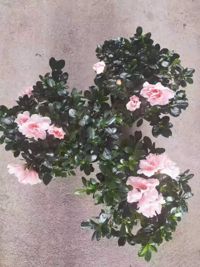 茶花盆栽香妃茶花树苗四季种植花卉植物室内花山茶花带花苞浓