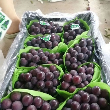 巨峰葡萄预售8月份上市