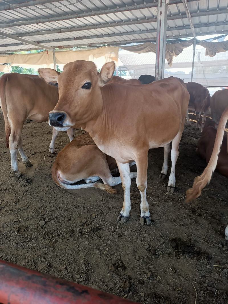 广东鲁西黄牛养殖场！广东肉牛犊价格广东鲁西黄牛多少钱一头