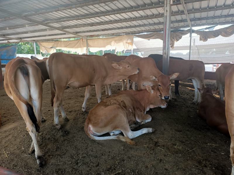 广东鲁西黄牛养殖场！广东肉牛犊价格广东鲁西黄牛多少钱一头