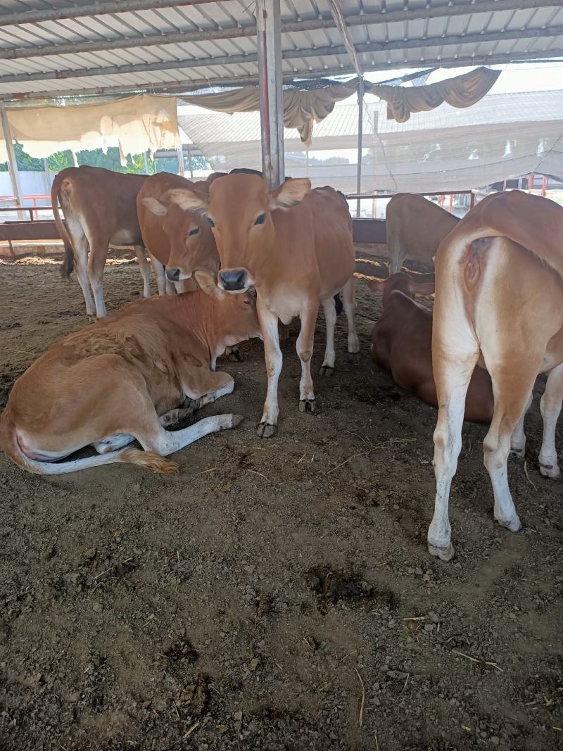 广东鲁西黄牛养殖场！广东肉牛犊价格广东鲁西黄牛多少钱一头