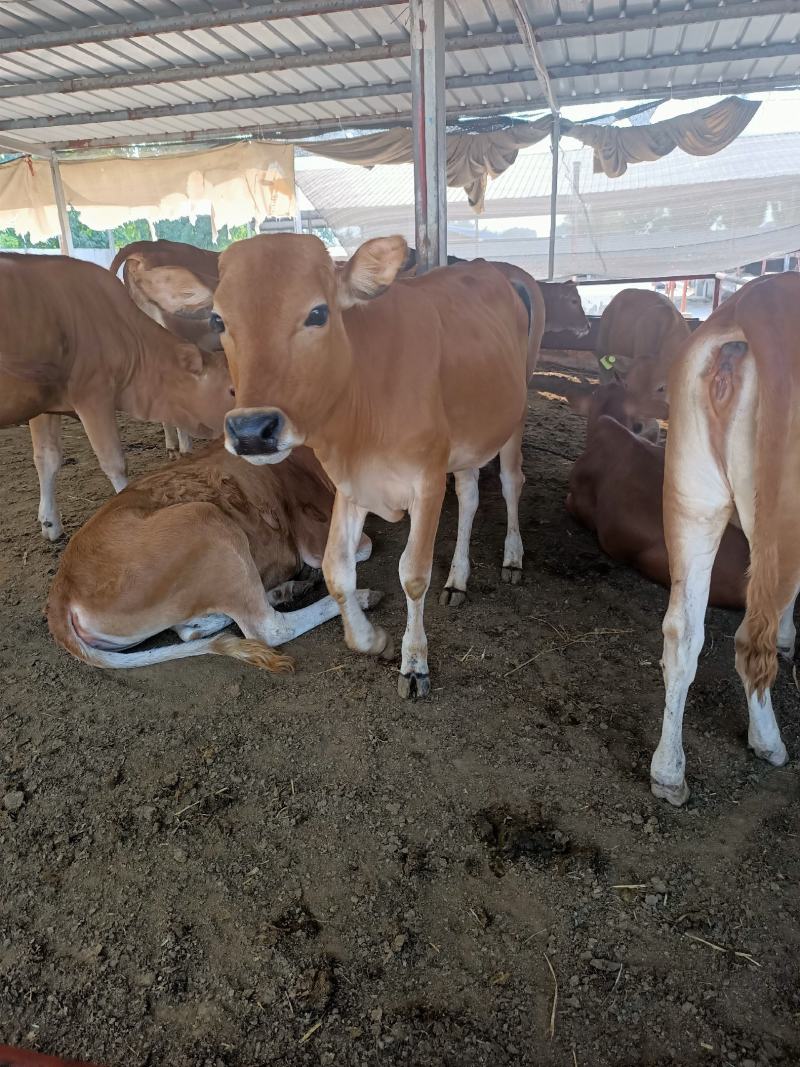 广东鲁西黄牛养殖场！广东肉牛犊价格广东鲁西黄牛多少钱一头