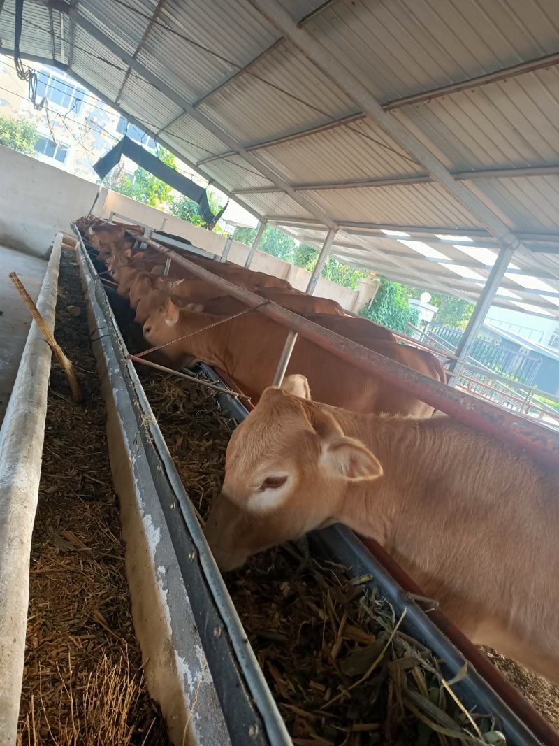 广东鲁西黄牛养殖场！广东肉牛犊价格广东鲁西黄牛多少钱一头