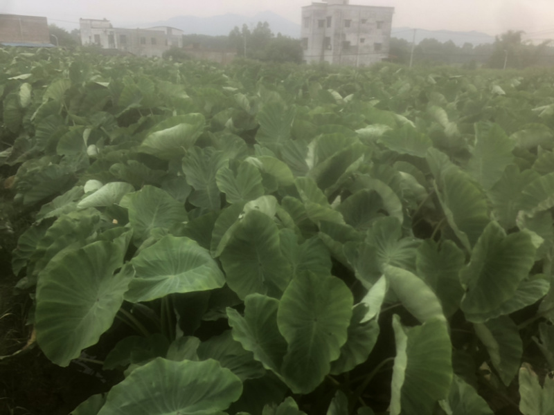 贺州芋头槟榔芋荔浦芋大量有货，支持代发一手货源