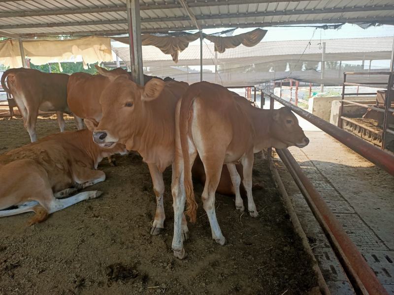 云南肉牛犊价格！云南肉牛犊多少钱一头！鲁西黄牛养殖场！