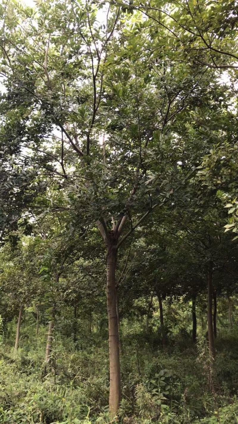 朴树单杆朴树丛生朴树朴树价格公司直销欢迎选购