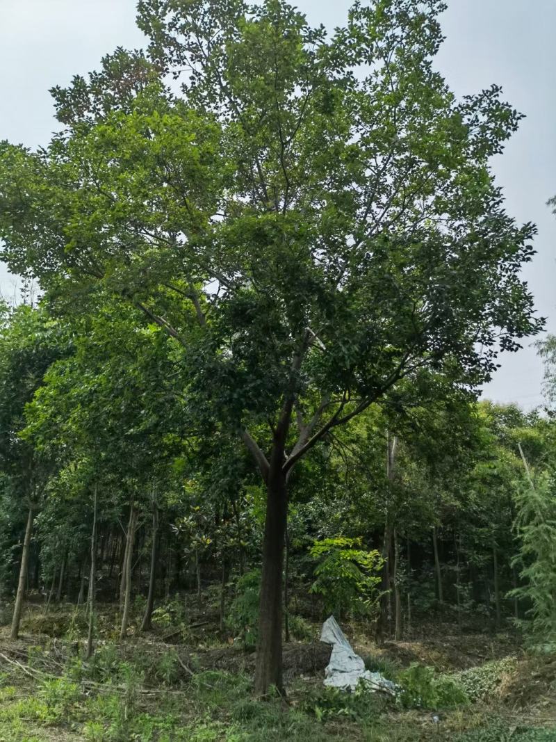 朴树单杆朴树丛生朴树朴树价格公司直销欢迎选购