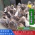 常年出售火鸡苗成年火鸡火鸡蛋大量现货量大价优欢迎订购