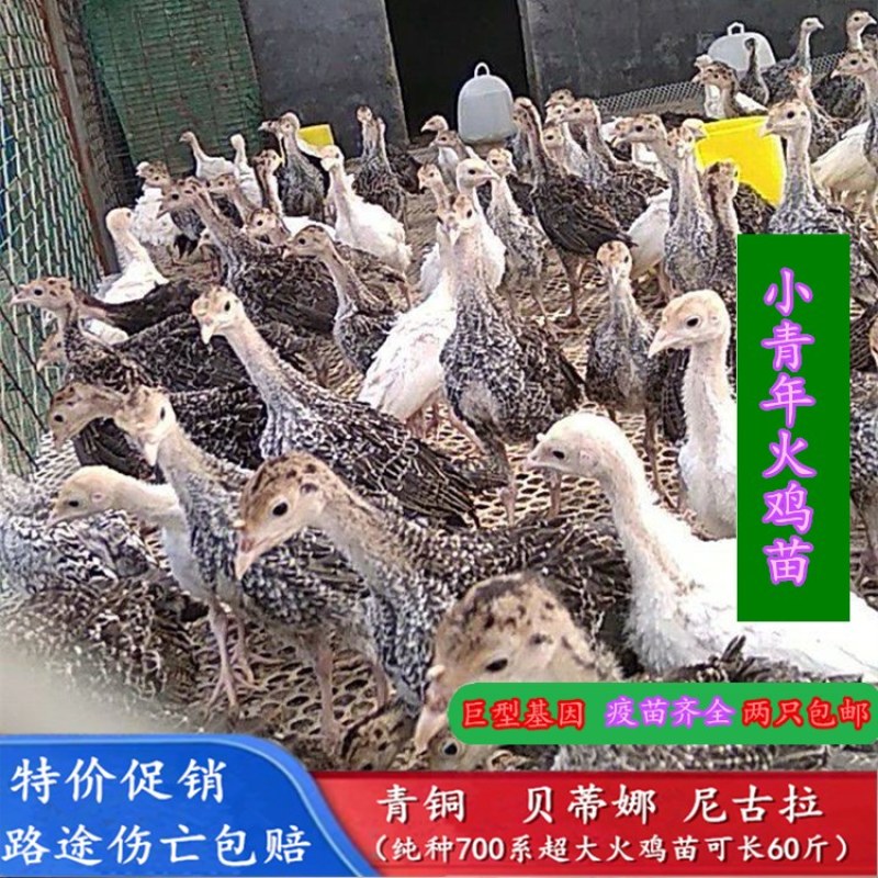 常年出售火鸡苗成年火鸡火鸡蛋大量现货量大价优欢迎订购