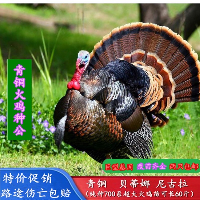 常年出售火鸡苗成年火鸡火鸡蛋大量现货量大价优欢迎订购